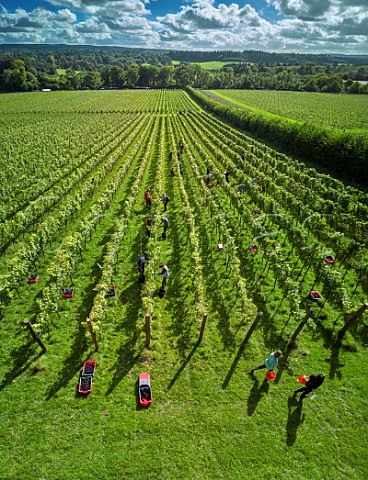 Picking Pinot Meunier grapes at Albury Organic Vineyard Silent Pool Albury Surrey England