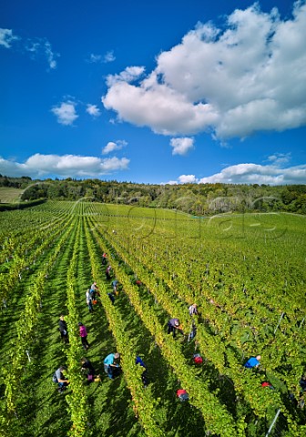 Picking Pinot Noir grapes at Albury Organic Vineyard Silent Pool Albury Surrey England