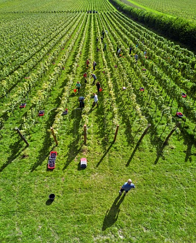 Picking Pinot Meunier grapes at Albury Organic Vineyard Silent Pool Albury Surrey England