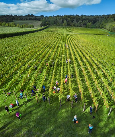 Picking Pinot Noir grapes at Albury Organic Vineyard Silent Pool Albury Surrey England
