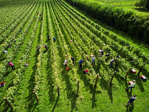 Picking Pinot Meunier grapes at Albury Organic Vineyard Silent Pool Albury Surrey England