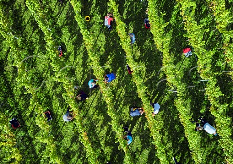 Picking Pinot Noir grapes at Albury Organic Vineyard Silent Pool Albury Surrey England