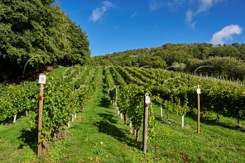 Bacchus vines of Godstone Vineyards on the North Downs Godstone Surrey England