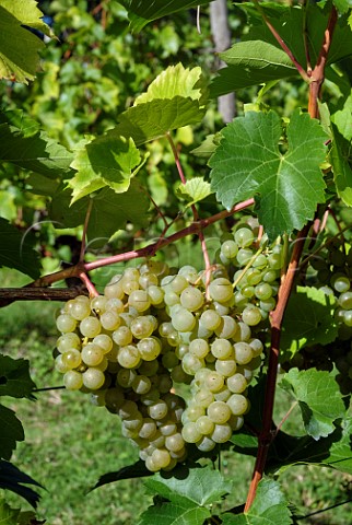 Seyval Blanc grapes of Godstone Vineyards Godstone Surrey England