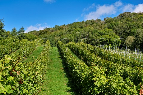 Bacchus vines of Godstone Vineyards on the North Downs Godstone Surrey England