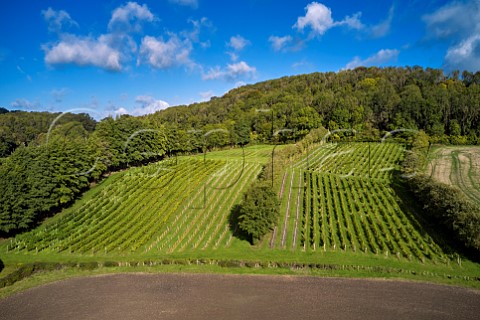 Godstone Vineyards on the North Downs Bacchus on left and Seyval Blanc on right Godstone Surrey England