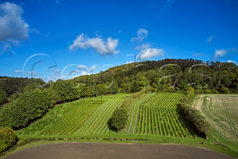 Godstone Vineyards on the North Downs Bacchus on left and Seyval Blanc on right Godstone Surrey England