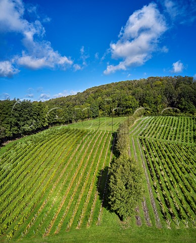 Godstone Vineyards on the North Downs Bacchus on left and Seyval Blanc on right Godstone Surrey England