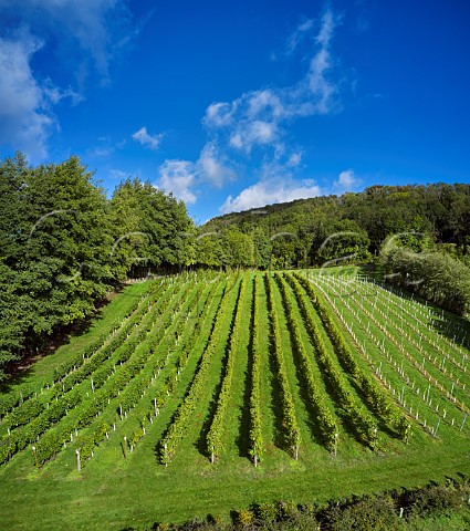 Bacchus vines of Godstone Vineyards on the North Downs Godstone Surrey England