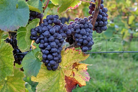 Pinot Noir grapes at Albury Organic Vineyard Silent Pool Albury Surrey England