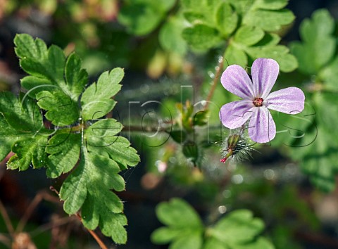 HerbRobert flower  East Molesey Surrey England