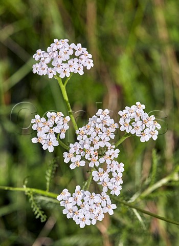 Yarrow flowers East Molesey Surrey England