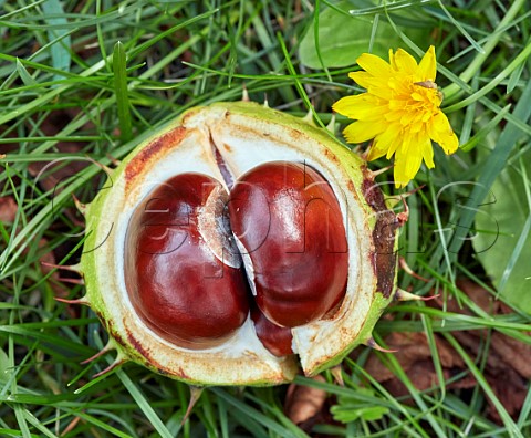 Horse Chestnut East Molesey Surrey England