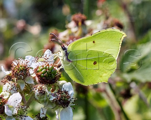 Brimstone nectaring on Bramble flowers Princes Coverts Oxshott Surrey England