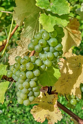 Sauvignon Blanc grapes at a site managed by Albury Vineyard in the hills south of Shere  Surrey England