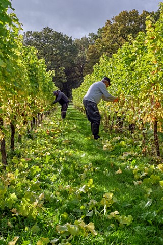 Leaf plucking of Sauvignon Blanc vines at a site managed by Albury Vineyard in the hills south of Shere  Surrey England