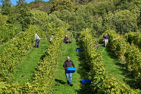 Picking Bacchus grapes at Godstone Vineyards Godstone Surrey England
