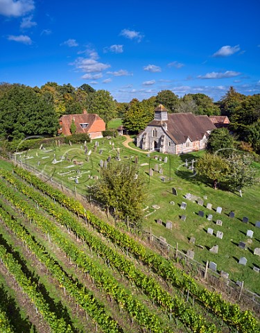 Chardonnay vineyard of All Angels next to the Church of St Michael and All Angels Enborne Berkshire England