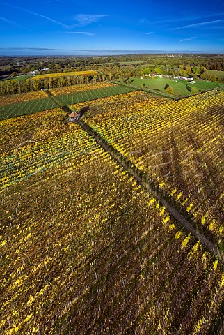 Autumnal vines in Octagon Block vineyard with Polo Field Vineyard beyond Danbury Ridge Wine Estate Danbury Essex England