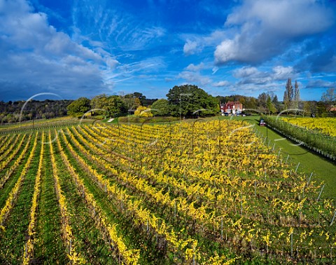 Woodham Lodge and autumnal Pinot Noir vineyard of Missing Gate Bicknacre Essex England
