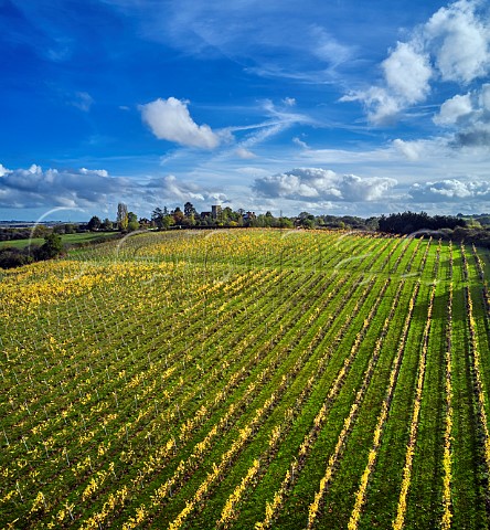 Vineyard of New Hall below All Saints Church  Purleigh Essex UK