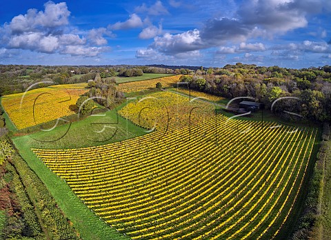 Lakestreet Vineyard of Highweald Wine  Mayfield East Sussex England