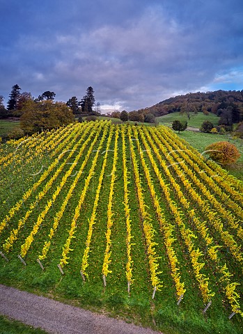 Autumnal vineyard of Blackdown Ridge Estate  Haslemere Sussex England