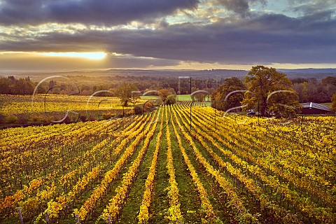 Sunrise over autumnal vineyards of Blackdown Ridge Estate  Haslemere Sussex England