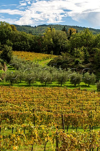 Vineyards of I Fabbri Lamole Greve in Chianti Tuscany Italy Chianti Classico