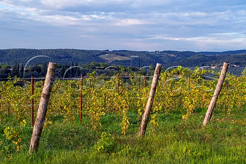 Vineyard of Rocca delle Mace Castellina in Chianti  Tuscany Italy Chianti Classico