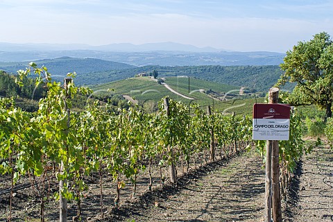 Campo al Drago vineyard of Castiglion del Bosco Montalcino Tuscany Italy Brunello di Montalcino