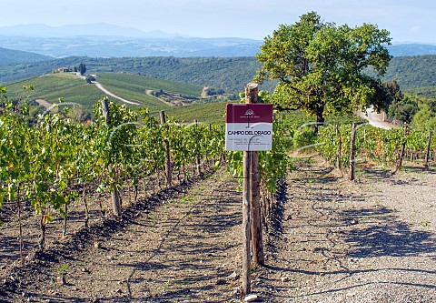 Campo al Drago vineyard of Castiglion del Bosco Montalcino Tuscany Italy Brunello di Montalcino