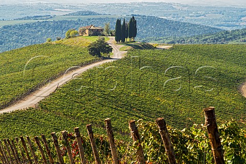 Capanna Vineyard of Castiglion del Bosco  Montalcino Tuscany Italy Brunello di Montalcino