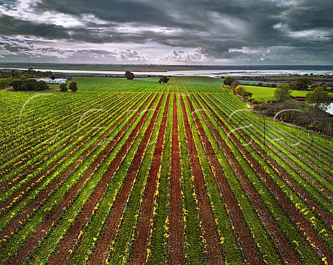 Althorne Vineyard of MDCV with the River Crouch beyond  Althorne Essex England Crouch Valley