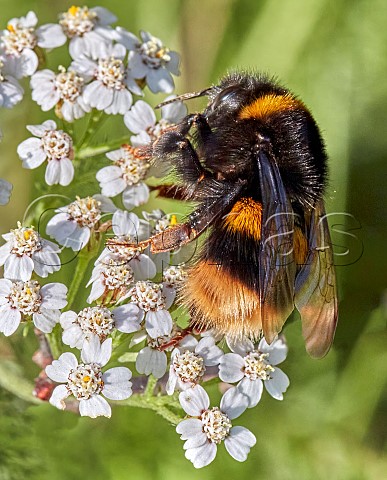 Bufftailed Bumblebee on Yarrow flowers Hurst Meadows East Moelsey Surrey England