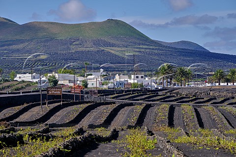 Windbreaks constructed from volcanic rock in vineyards of Bodegas La Florida San Bartolom Lanzarote Canary Islands Spain