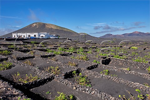 Windbreaks constructed from volcanic rock in vineyard of Bodegas la Geria Lanzarote Canary Islands Spain