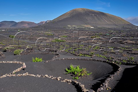 Windbreaks constructed from volcanic rock in vineyard of Bodegas la Geria Lanzarote Canary Islands Spain