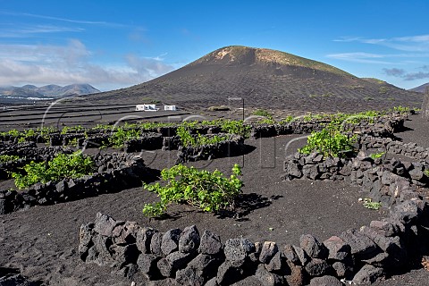 Windbreaks constructed from volcanic rock in vineyard of Bodegas la Geria Lanzarote Canary Islands Spain