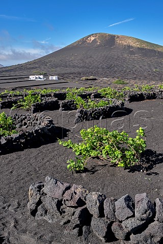 Windbreaks constructed from volcanic rock in vineyard of Bodegas la Geria Lanzarote Canary Islands Spain