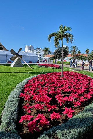 Poinsettias and palm trees by the port of Las Palmas Gran Canaria Canary Islands Spain