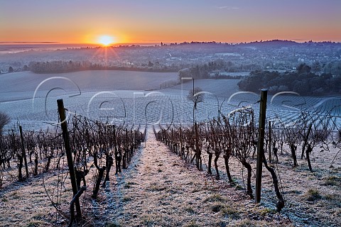 Sunrise over frostcovered vineyards of Denbies Wine Estate Dorking Surrey England