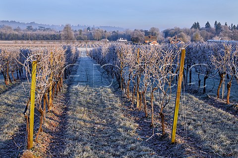 Frostcovered vineyard of Denbies Wine Estate Dorking Surrey England