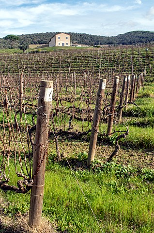 Merlot vines in the Masseto vineyard of Tenuta dellOrnellaia Bolgheri Tuscany Italy