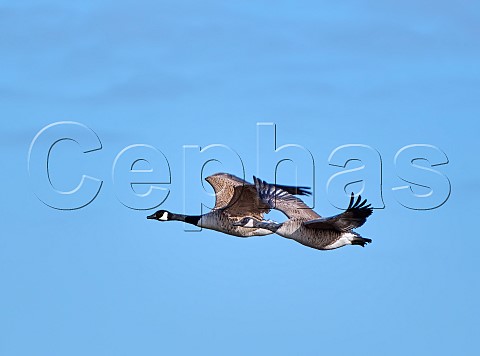 Pair of Canada Geese in flight