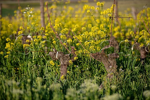 Spring mustard flowering amidst old Merlot vines Saintmilion Gironde France  Stmilion  Bordeaux