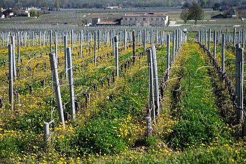 Spring flowers amidst Merlot vines Saintmilion Gironde France  Stmilion  Bordeaux