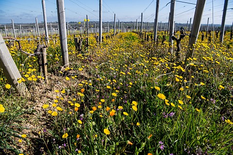 Spring flowers amidst Merlot vines Saintmilion Gironde France  Stmilion  Bordeaux