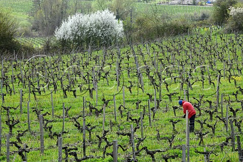 Pruning in vineyard of Chteau PeybonhommelesTours Cars Gironde France Blaye Ctes de Bordeaux
