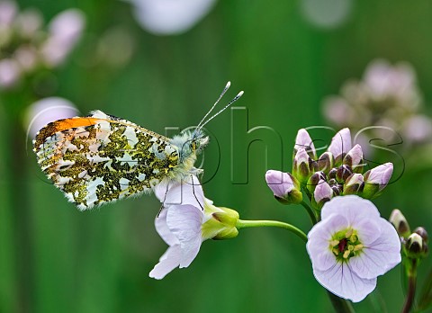 Orange Tip perched on Cuckooflower Molesey Reservoirs Nature Reserve West Molesey Surrey England
